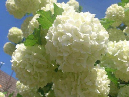 hortenzia-latnok-medium.webnode.hu